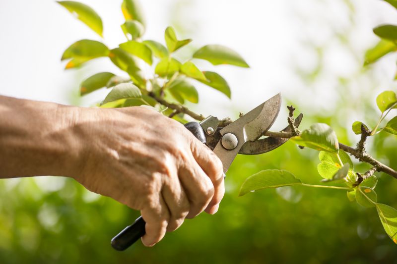 Plant Pruning