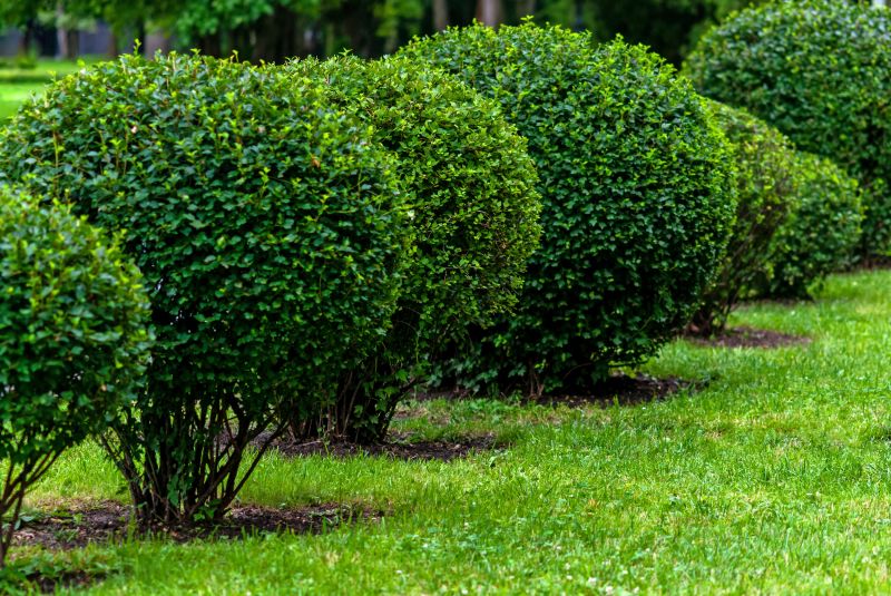 Pruning of Shrubs