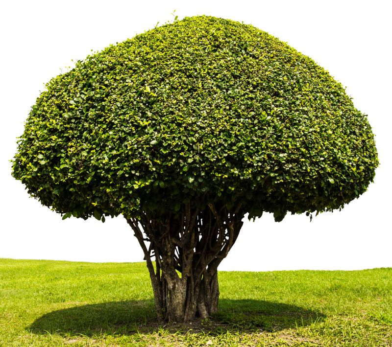 Shape-Designed Shrubs