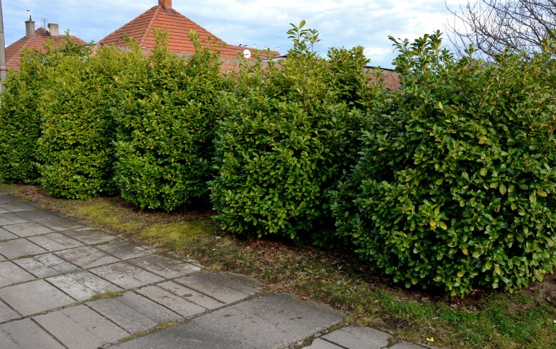 Garden Pathway with Shrubs